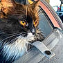cat, pet, close_up, black_and_white, orange_eyes, whiskers, mesh_carrier, vehicle_interior, sunlight, feline, animal, fur, portrait, indoor, car_seat, button, seatbelt, window, transport, companion