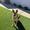 Ally joined the competition — help win amazing prizes! air_conditioner, animal, artificial_grass, backyard, canine, dog, ears, flower_pots, garden, german_shepherd, house, outdoor, pet, portrait, shadow, sitting, sunlight, toy_ball, wall, window