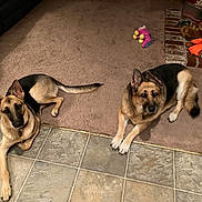Ally joined the competition — help win amazing prizes! animal_portrait, brick, canine, carpet, dog, dogs, fireplace, furniture, german_shepherd, home, indoor, living_room, lying_down, pet, relaxed, sitting, staring, tile_floor, toy, warm_lighting