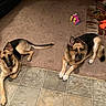 animal_portrait, brick, canine, carpet, dog, dogs, fireplace, furniture, german_shepherd, home, indoor, living_room, lying_down, pet, relaxed, sitting, staring, tile_floor, toy, warm_lighting