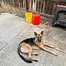 Ally is registered to the contest to win money with this photo: alert, backyard, black_and_tan, buckets, canine, concrete, dog, ears, fence, garden, german_shepherd, lying_down, outdoor, patio, pet, red_bucket, relaxed, river_stones, tail, yellow_bucket