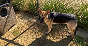Ally joined the competition — help win amazing prizes! animal, animal_portrait, black_and_tan, canine, chain_link_fence, daylight, dirt, dog, dog_house, fenced_yard, german_shepherd, grass, gravel, outdoors, pet, pointed_ears, shadows, standing, sunny, tongue_out