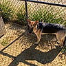 animal, animal_portrait, black_and_tan, canine, chain_link_fence, daylight, dirt, dog, dog_house, fenced_yard, german_shepherd, grass, gravel, outdoors, pet, pointed_ears, shadows, standing, sunny, tongue_out