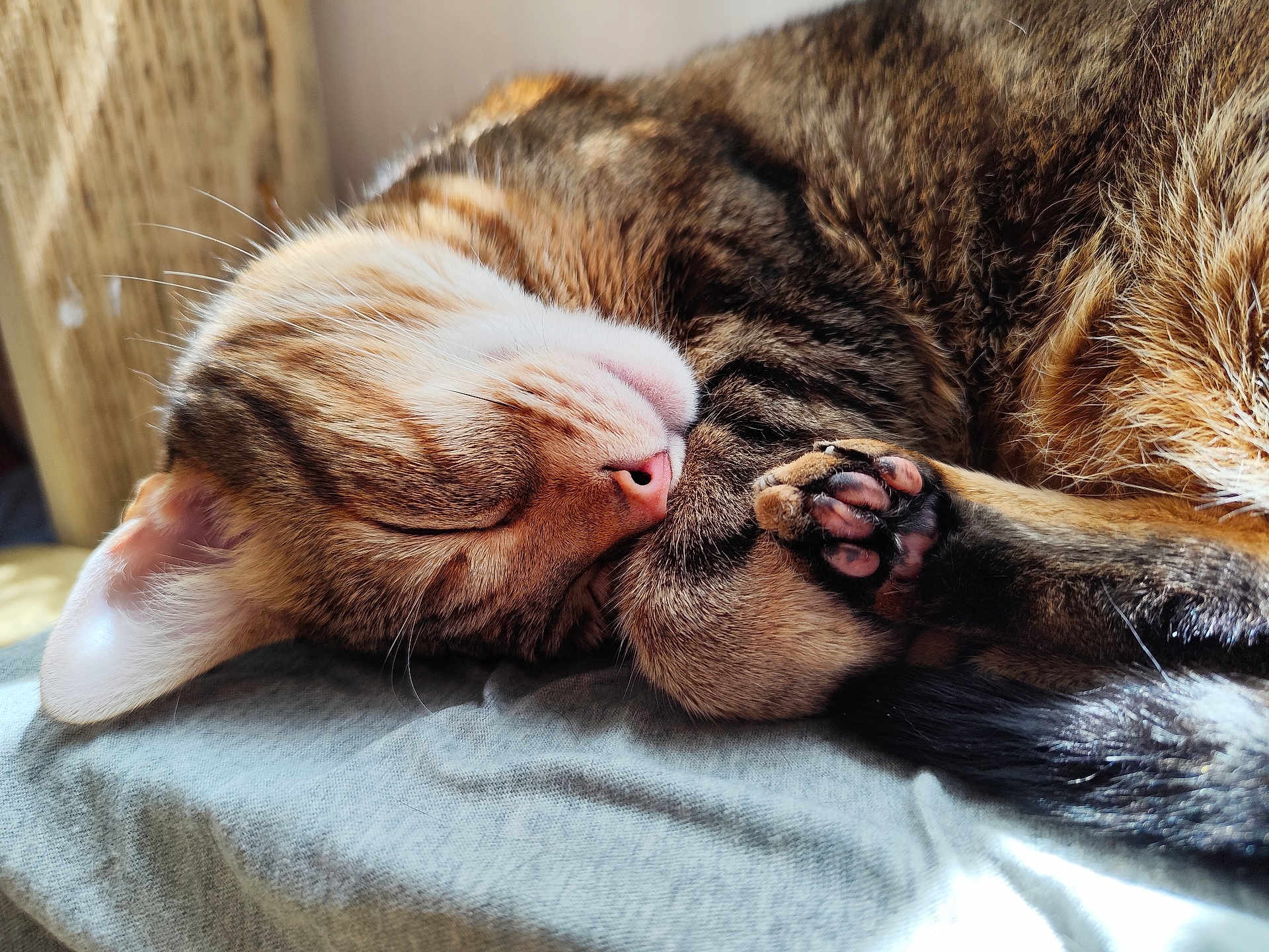Karmel a rejoint le concours — aidez-le/la à gagner de superbes lots ! cat, tabby, sleeping, paw, fur, closeup, pet, animal, cozy, resting, whiskers, ear, indoor, sunlight, cute, peaceful, feline, soft, relaxation, nap