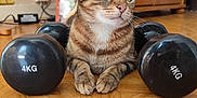 Karmel participe au concours pour gagner de l'argent avec cette photo : cat, tabby, dumbbells, 4kg, floor, wooden_floor, indoor, pet, animal, fur, green_eyes, whiskers, paws, relaxed, furniture, cabinet, books, exercise, weights, curious