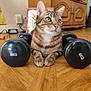 cat, tabby, dumbbells, 4kg, floor, wooden_floor, indoor, pet, animal, fur, green_eyes, whiskers, paws, relaxed, furniture, cabinet, books, exercise, weights, curious