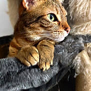 Karmel participe au concours pour gagner de l'argent avec cette photo : cat, tabby, feline, pet, indoor, closeup, paws, fur, green_eyes, whiskers, resting, cozy, soft, animal, mammal, cute, looking_away, relaxed, portrait, fuzzy