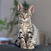 Titou participe au concours pour gagner de l'argent avec cette photo : kitten, tabby, cat, pet, animal, feline, sitting, indoor, blurred_background, curious, young, fur, whiskers, ears, eyes, domestic_cat, cute, portrait, soft_light, cozy