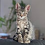 kitten, tabby, cat, pet, animal, feline, sitting, indoor, blurred_background, curious, young, fur, whiskers, ears, eyes, domestic_cat, cute, portrait, soft_light, cozy