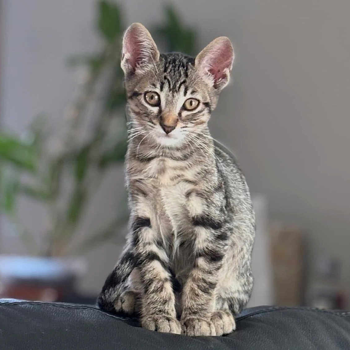 Titou participe au concours pour gagner de l'argent avec cette photo : animal, blurred_background, cat, cozy, curious, cute, domestic_cat, ears, eyes, feline, fur, indoor, kitten, pet, portrait, sitting, soft_light, tabby, whiskers, young