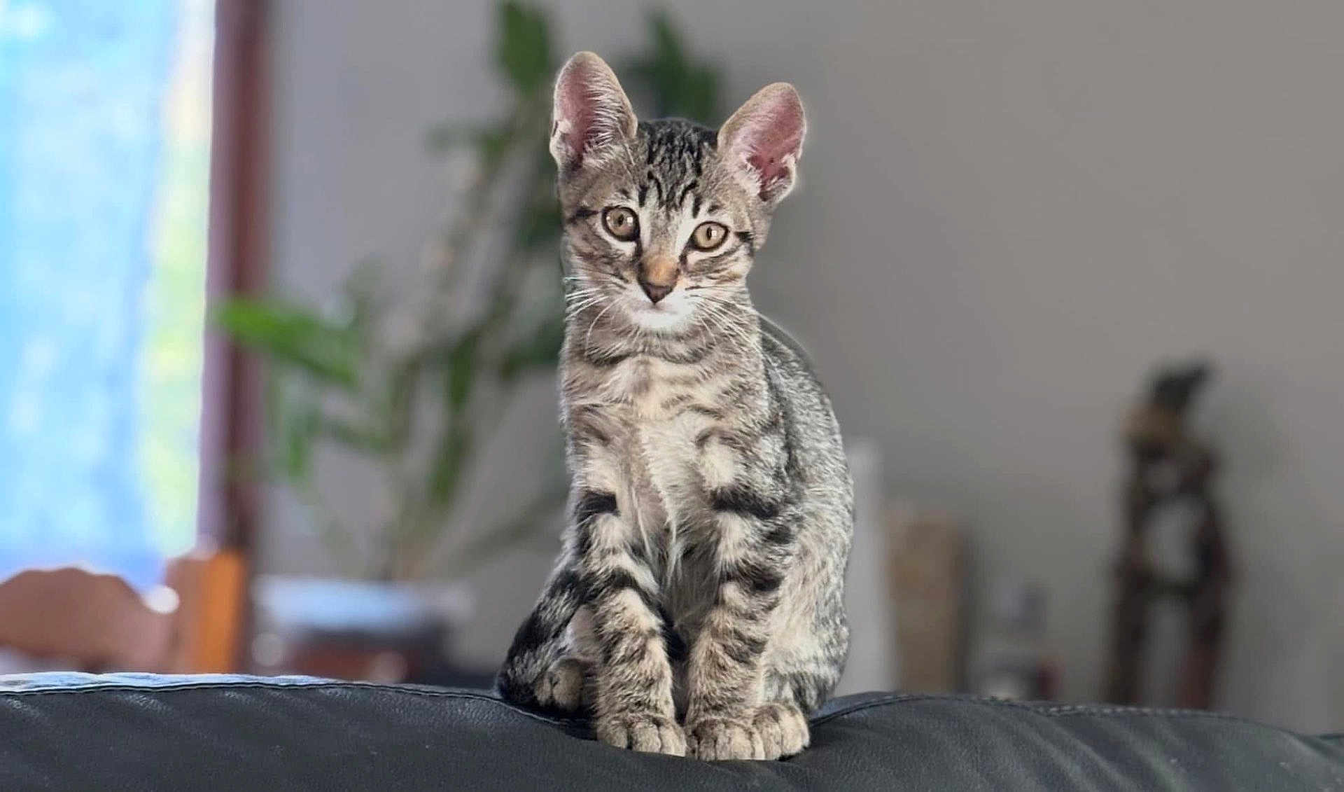 Titou