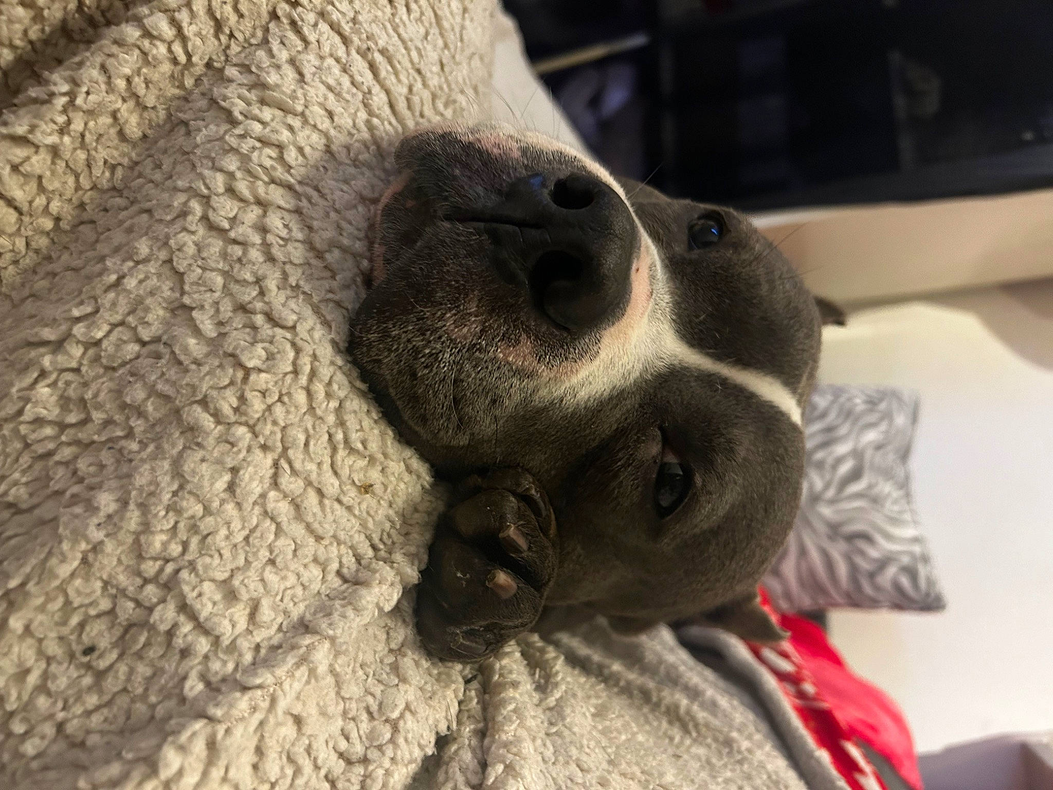 Izzy a rejoint le concours — aidez-le/la à gagner de superbes lots ! carnivore, comfort, companion_dog, computer_keyboard, dog, dog_breed, ear, fawn, fur, grey, guard_dog, linens, paw, pet_supply, snout, sporting_group, terrestrial_animal, whiskers, working_animal, wrinkle