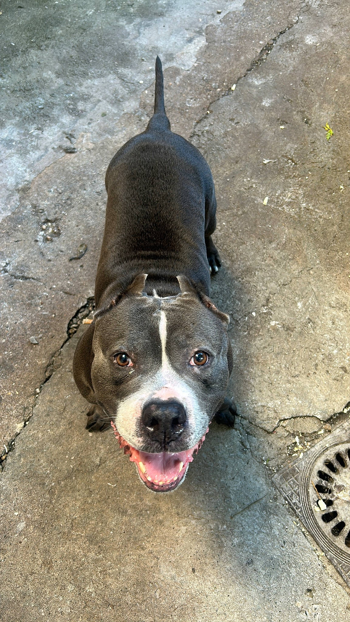 Izzy a rejoint le concours — aidez-le/la à gagner de superbes lots ! asphalt, canidae, carnivore, companion_dog, concrete, dog, dog_breed, drainage, fawn, fur, manhole, manhole_cover, non_sporting_group, road_surface, snout, soil, sporting_group, terrestrial_animal, whiskers, working_animal