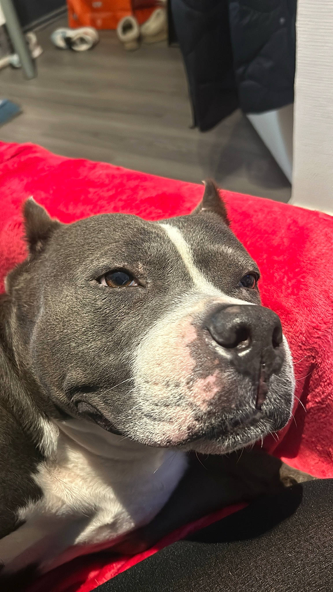 Izzy participe au concours pour gagner de l'argent avec cette photo : canidae, carnivore, collar, companion_dog, dog, dog_breed, dog_collar, fawn, fur, guard_dog, non_sporting_group, pet_supply, snout, sporting_group, terrestrial_animal, whiskers, working_animal, working_dog