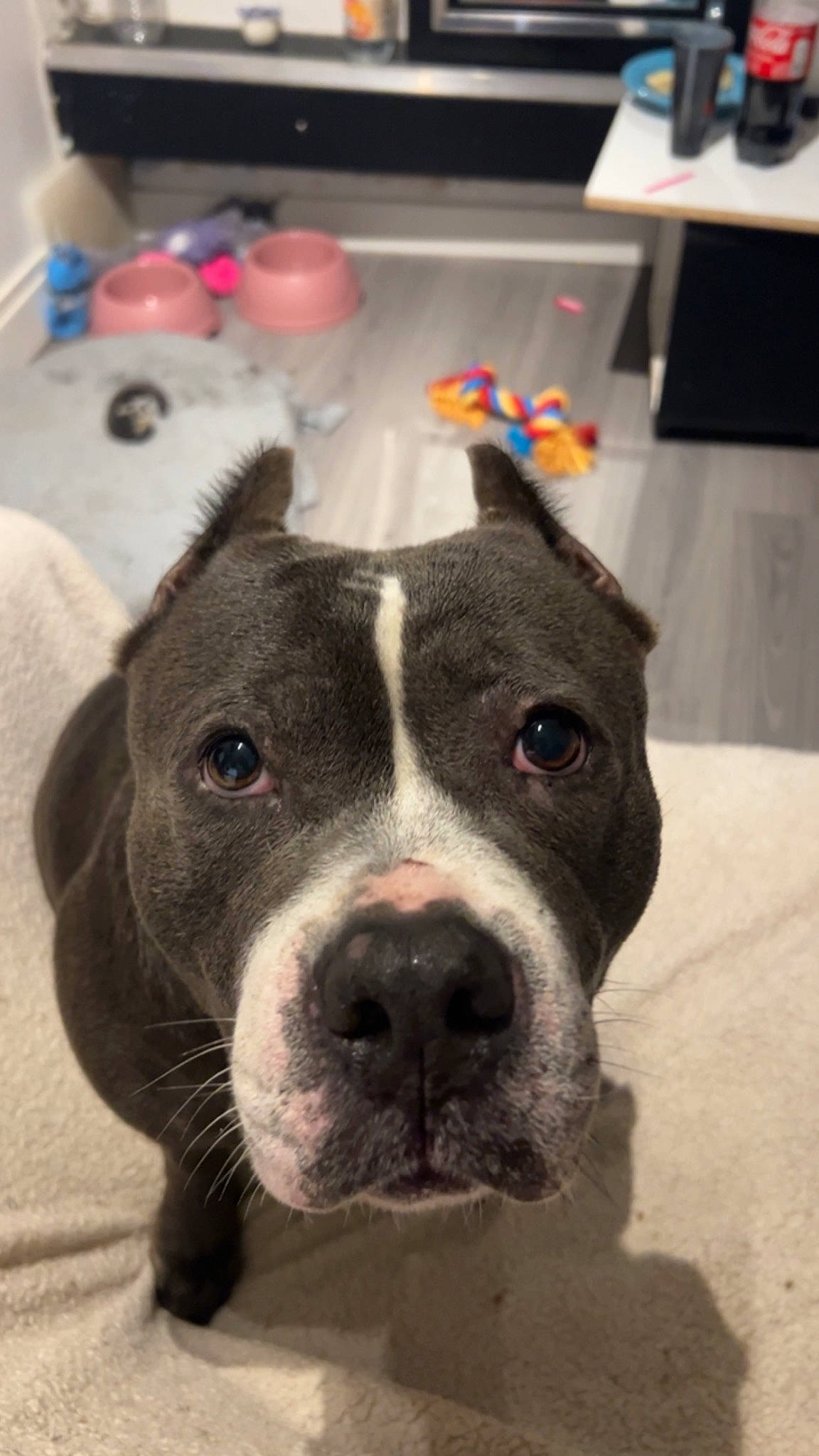 Izzy a rejoint le concours — aidez-le/la à gagner de superbes lots ! canidae, carnivore, collar, companion_dog, computer_keyboard, dog, dog_breed, dog_collar, dog_supply, ear, fawn, fur, non_sporting_group, pet_supply, snout, sporting_group, terrestrial_animal, whiskers, working_animal, working_dog