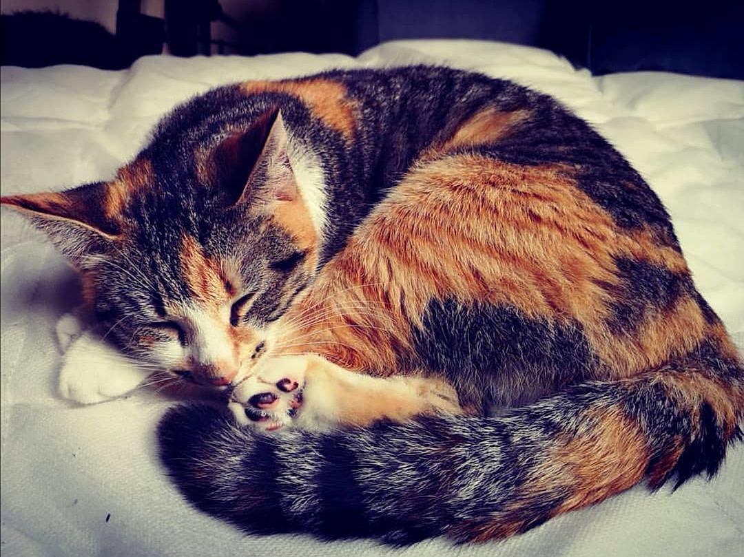 Gayouyou participe au concours pour gagner de l'argent avec cette photo : asian, carnivore, cat, domestic_short_haired_cat, dragon_li, ear, european_shorthair, eye, felidae, fur, kitten, love, mountain, nap, sky, sleep, small_to_medium_sized_cats, tabby_cat, tail, whiskers