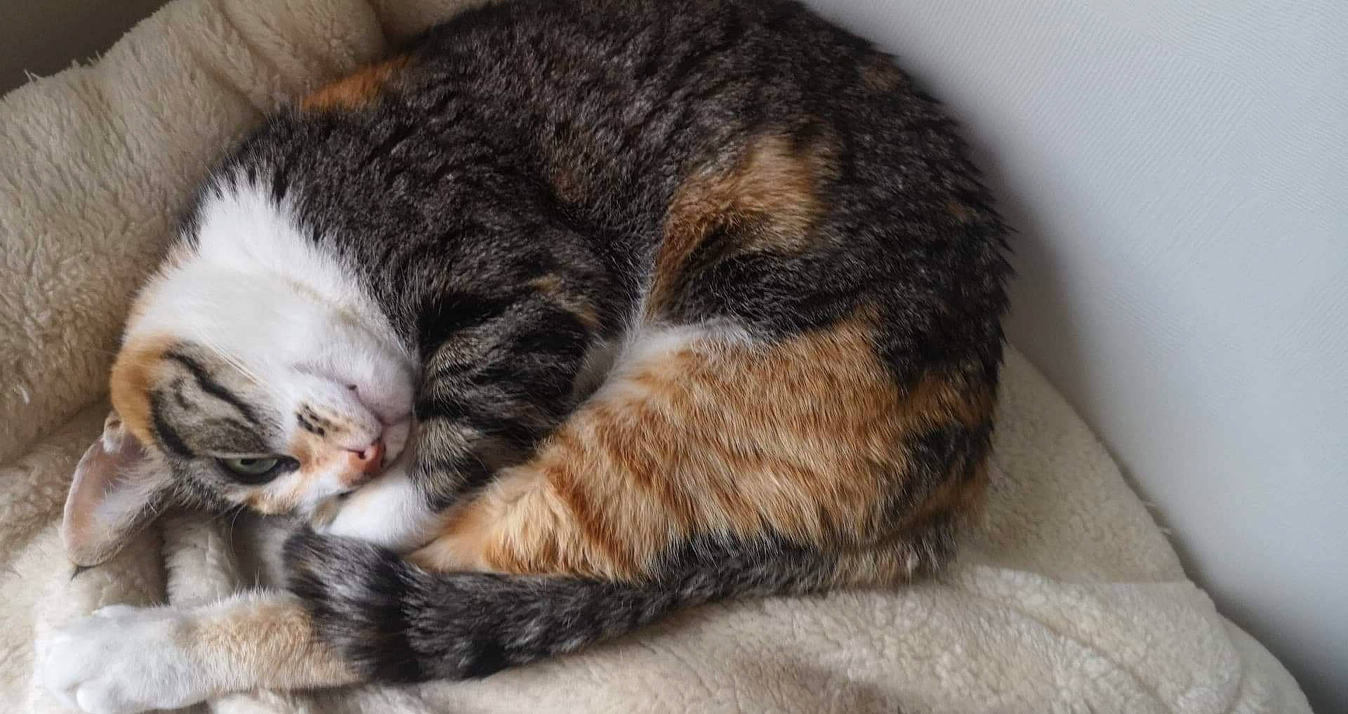 Gayouyou a rejoint le concours — aidez-le/la à gagner de superbes lots ! american_wirehair, carnivore, cat, claw, domestic_short_haired_cat, dragon_li, european_shorthair, felidae, fur, kitten, mammal, nap, sleep, small_to_medium_sized_cats, tabby_cat, tail, whiskers