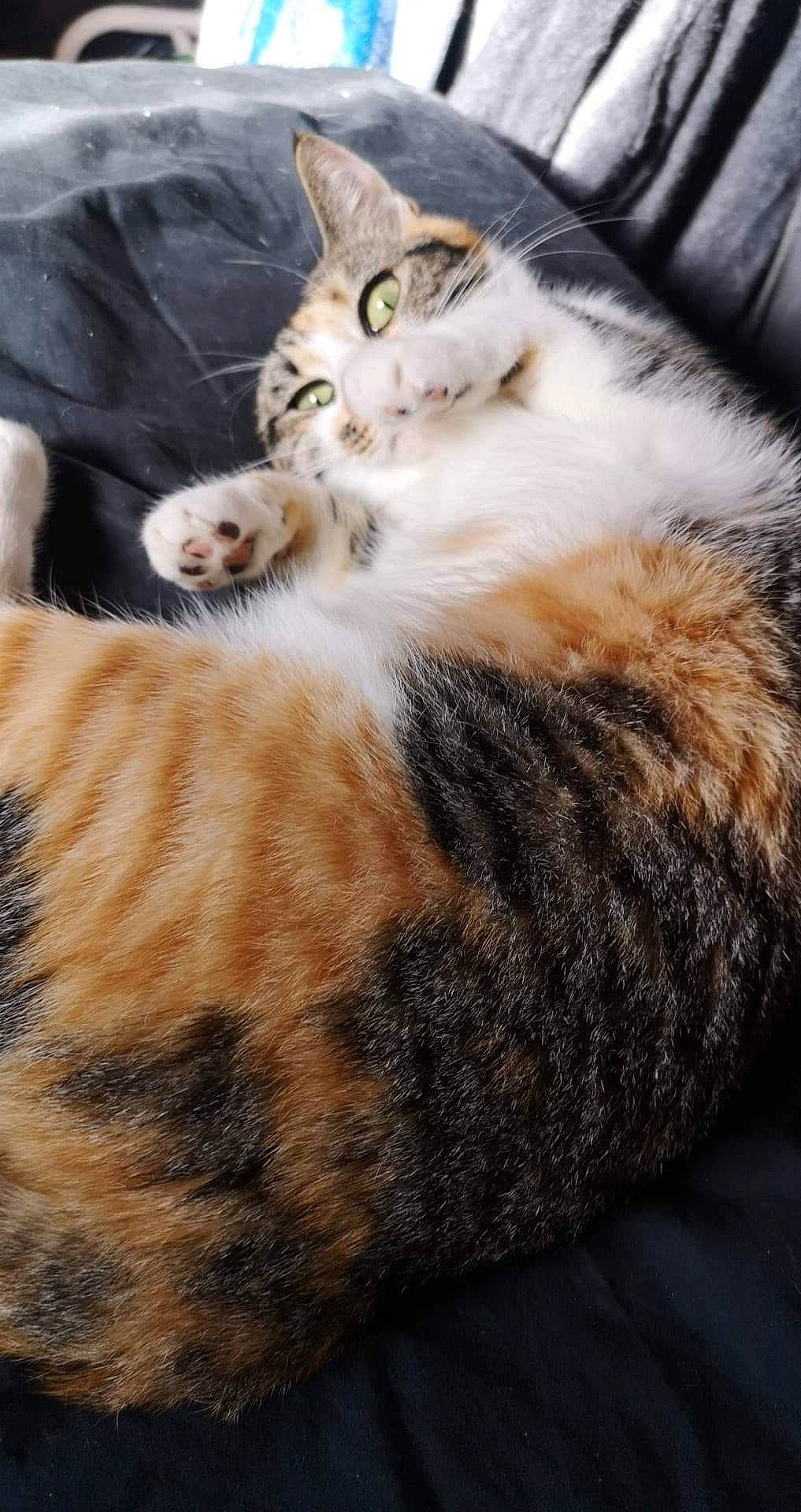 Gayouyou participe au concours pour gagner de l'argent avec cette photo : aegean_cat, american_bobtail, american_shorthair, american_wirehair, asian, carnivore, cat, claw, domestic_short_haired_cat, dragon_li, european_shorthair, felidae, fur, kitten, mammal, norwegian_forest_cat, paw, small_to_medium_sized_cats, tabby_cat, whiskers