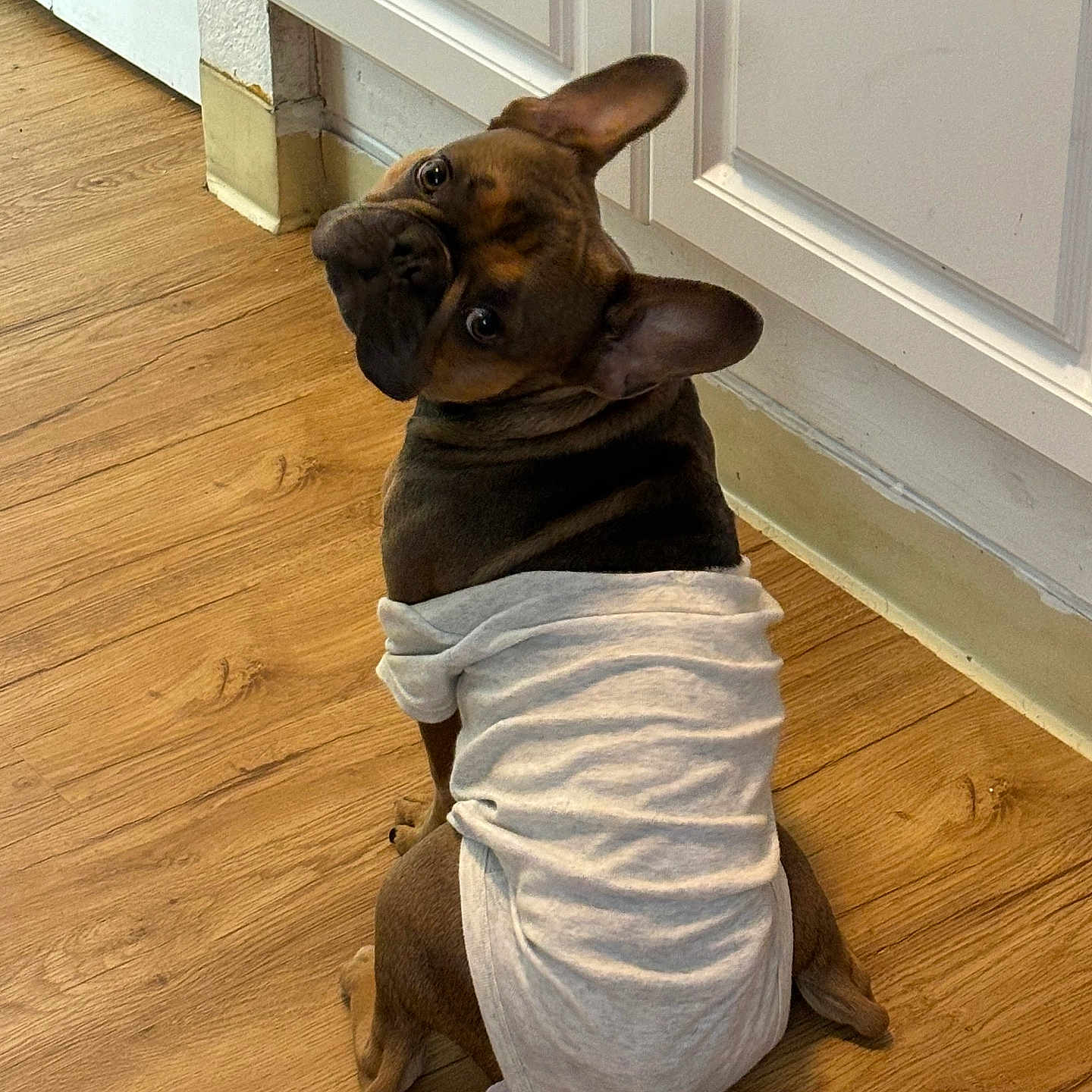 Blue is registered to the contest to win money with this photo: animal, bostonbull, boxer, bulldog, canine, cat, dog, door, frenchbulldog, hardwood, hound, indoors, interiordesign, labradorretriever, person, pet, pitbull, puppy, stainedwood, wood