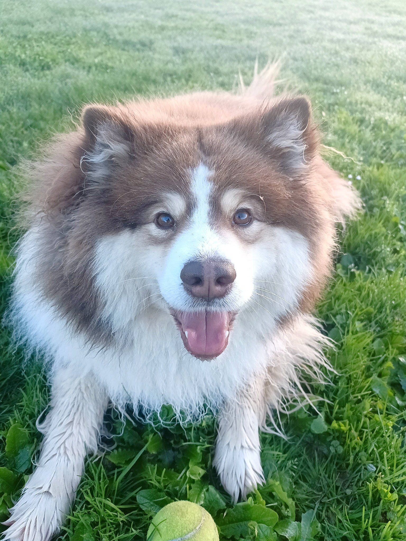 Saskia a rejoint le concours — aidez-le/la à gagner de superbes lots ! ancient_dog_breeds, australian_collie, canidae, carnivore, companion_dog, dog, dog_breed, fawn, fur, grass, herding_dog, plant, sled_dog, snout, sporting_group, terrestrial_animal, whiskers, wildlife, working_animal, working_dog