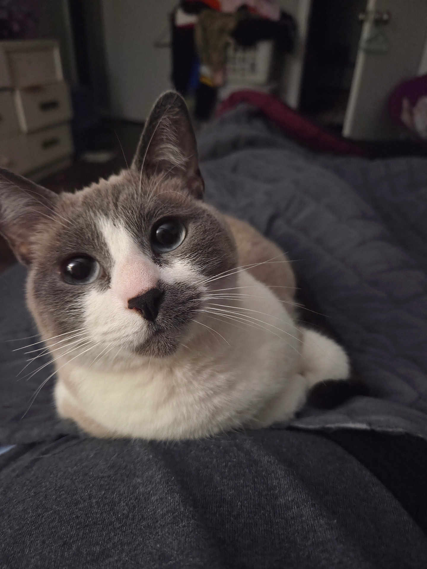 Zuul is registered to the contest to win money with this photo: cat, feline, pet, blue_eyes, loaf, whiskers, pink_nose, indoor, bed, blanket, portrait, close_up, domestic, curious, ears, soft_fur, paws, cozy, human_lap, bedroom