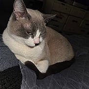 Zuul joined the competition — help win amazing prizes! cat, feline, pet, indoor, bed, blanket, whiskers, paw, ear, fur, closeup, portrait, sleepy, night, flash_lighting, dresser, bedroom, curled, side_eye, relaxed