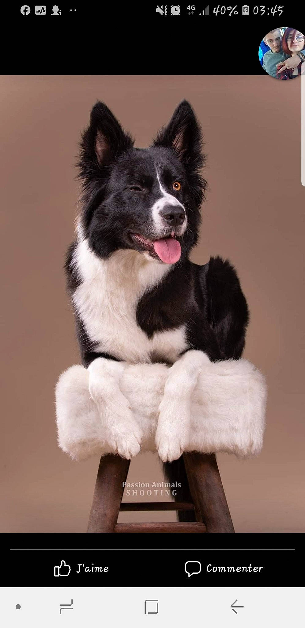 Oska participe au concours pour gagner de l'argent avec cette photo : black_and_white, border_collie, canidae, carnivore, companion_dog, dog, dog_breed, fur, mammal, russo_european_laika, snout, vertebrate