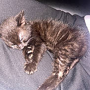 Sooty is registered to the contest to win money with this photo: kitten, black_cat, sleeping, fur, paw, animal, pet, cute, cozy, resting, young, whiskers, small, feline, claws, domestic_animal, napping, soft, quiet, indoors