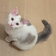 Zeus a rejoint le concours — aidez-le/la à gagner de superbes lots ! cat, kitten, white_cat, gray_tail, fur, pet, animal, looking_up, cute, small, indoor, floor, sitting, whiskers, ears, young, curious, domestic_cat, feline, soft