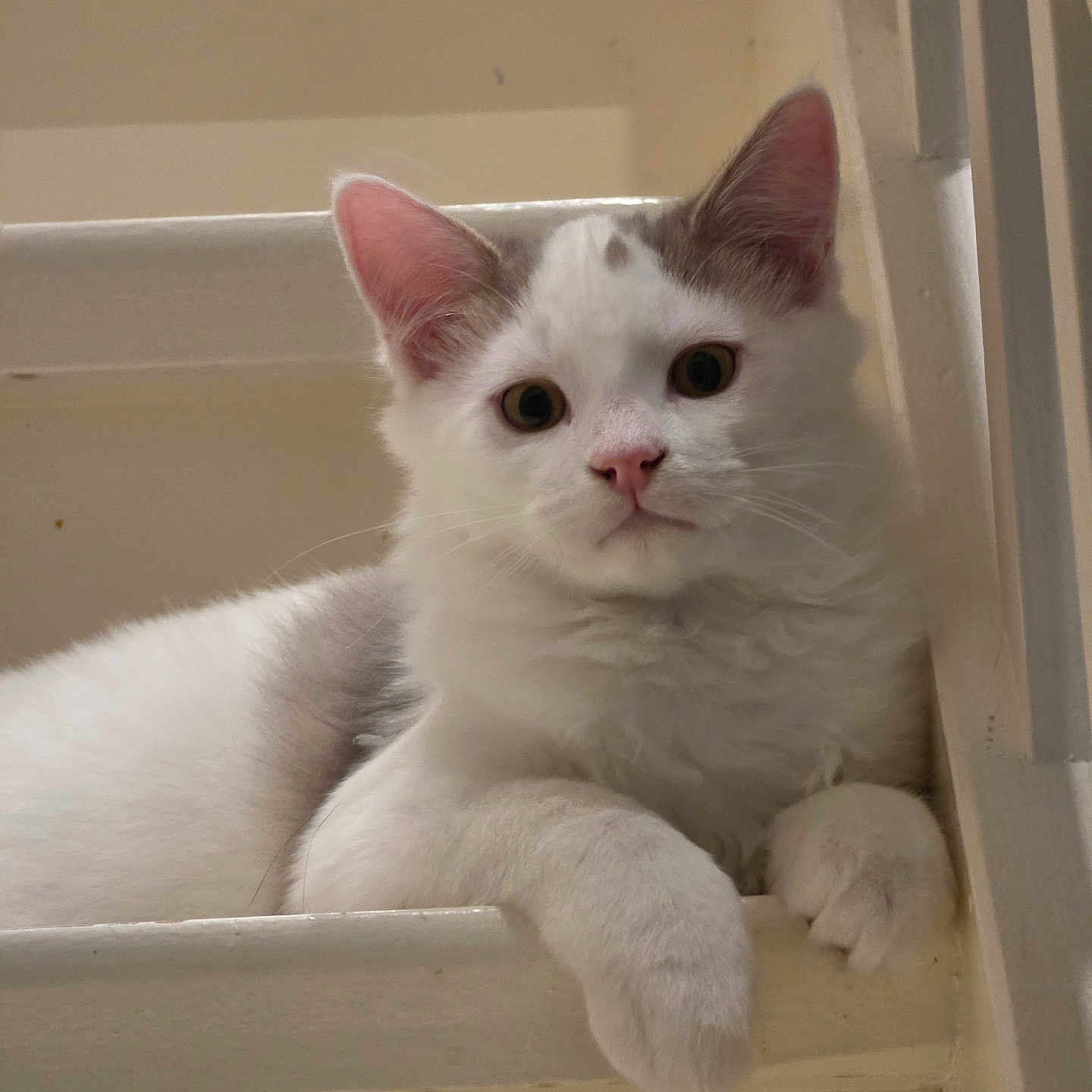 Zeus
