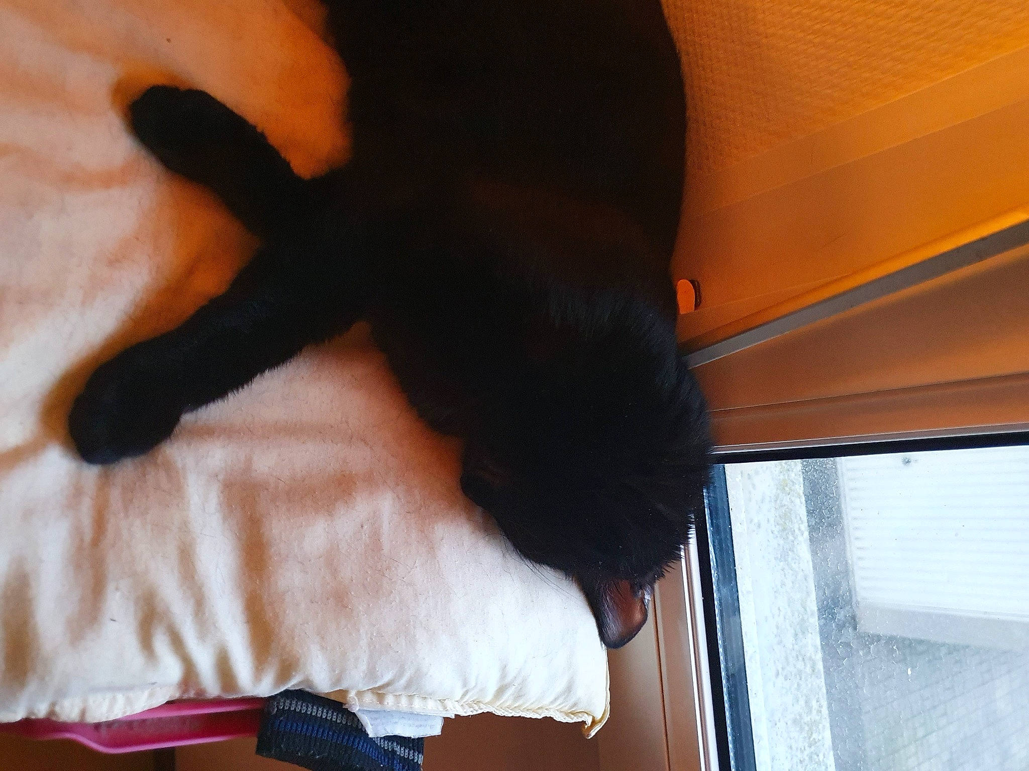 Seth a rejoint le concours — aidez-le/la à gagner de superbes lots ! fur, public_transport, tints_and_shades