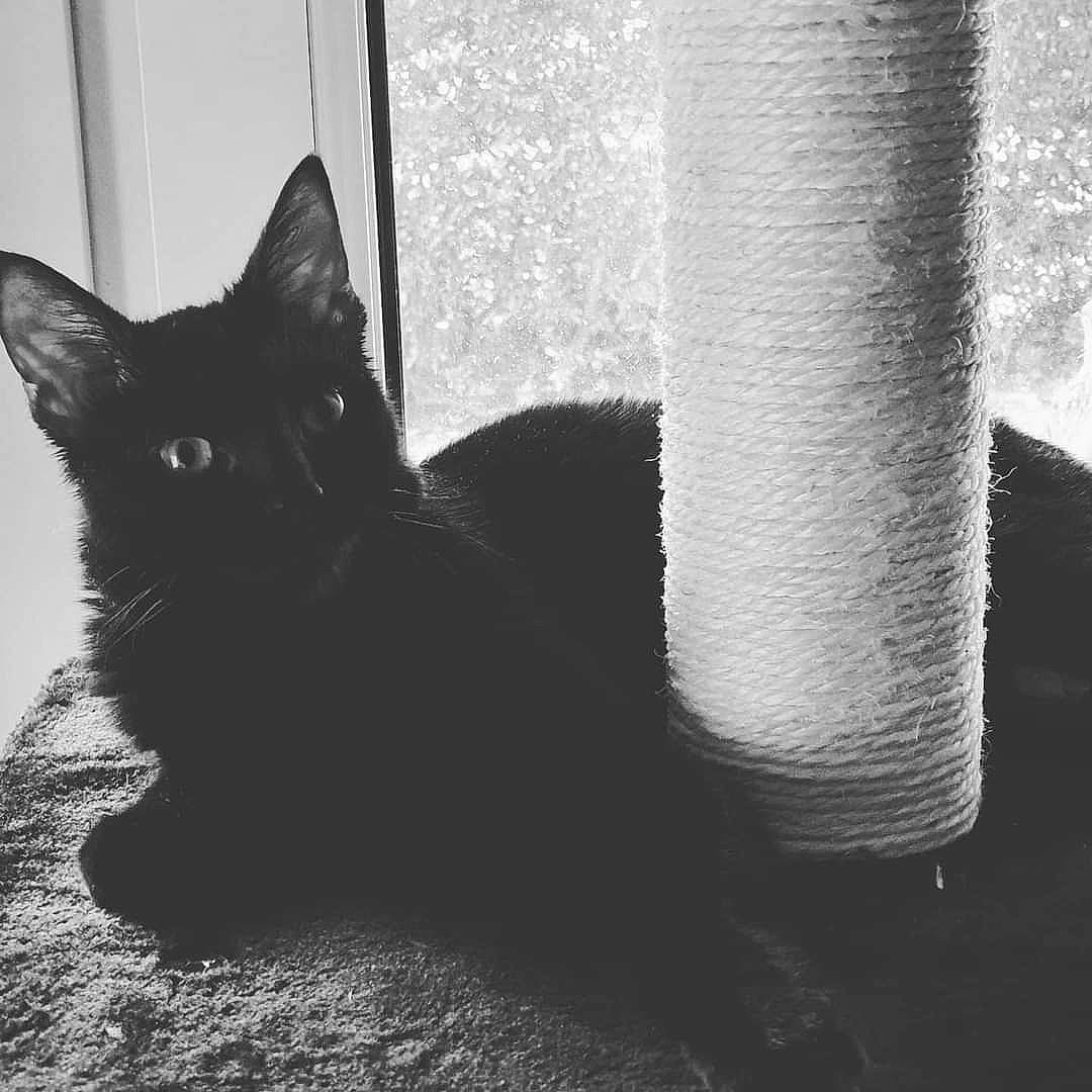 Seth participe au concours pour gagner de l'argent avec cette photo : black, black_and_white, black_cat, carnivore, cat, felidae, fur, monochrome, monochrome_photography, shadow, small_to_medium_sized_cats, snout, tail, whiskers