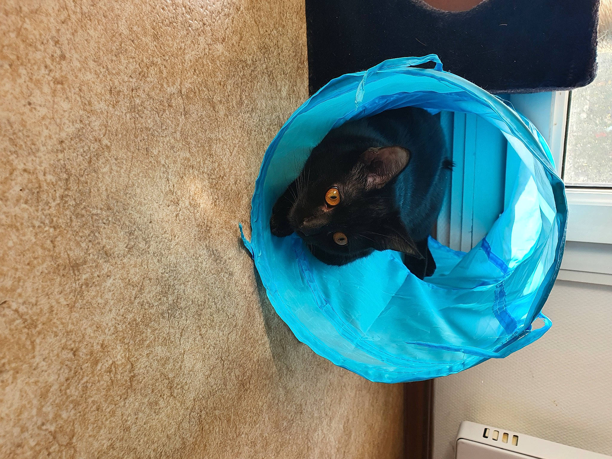 Seth participe au concours pour gagner de l'argent avec cette photo : automotive_wheel_system, blue, dog_breed, felidae, green, human, mammal, organism, outerwear, photograph, product, room, small_to_medium_sized_cats, sporting_group, teal, textile, turquoise, vertebrate, whiskers, yellow