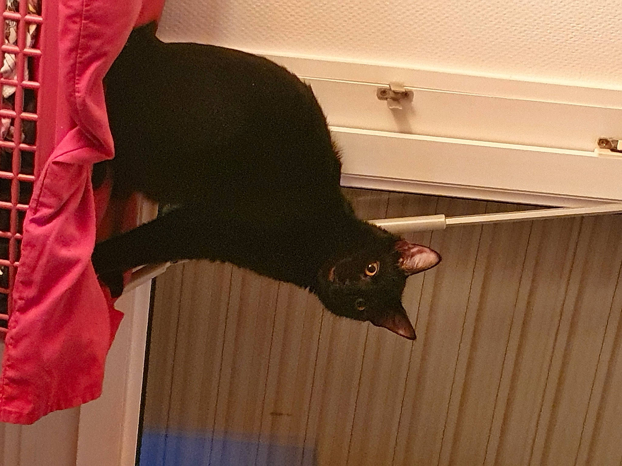 Seth participe au concours pour gagner de l'argent avec cette photo : black_cat, bombay, carnivore, cat, felidae, fur, mesh, pet_supply, small_to_medium_sized_cats, snout, tail, terrestrial_animal, vertebrate, whiskers, wood_stain