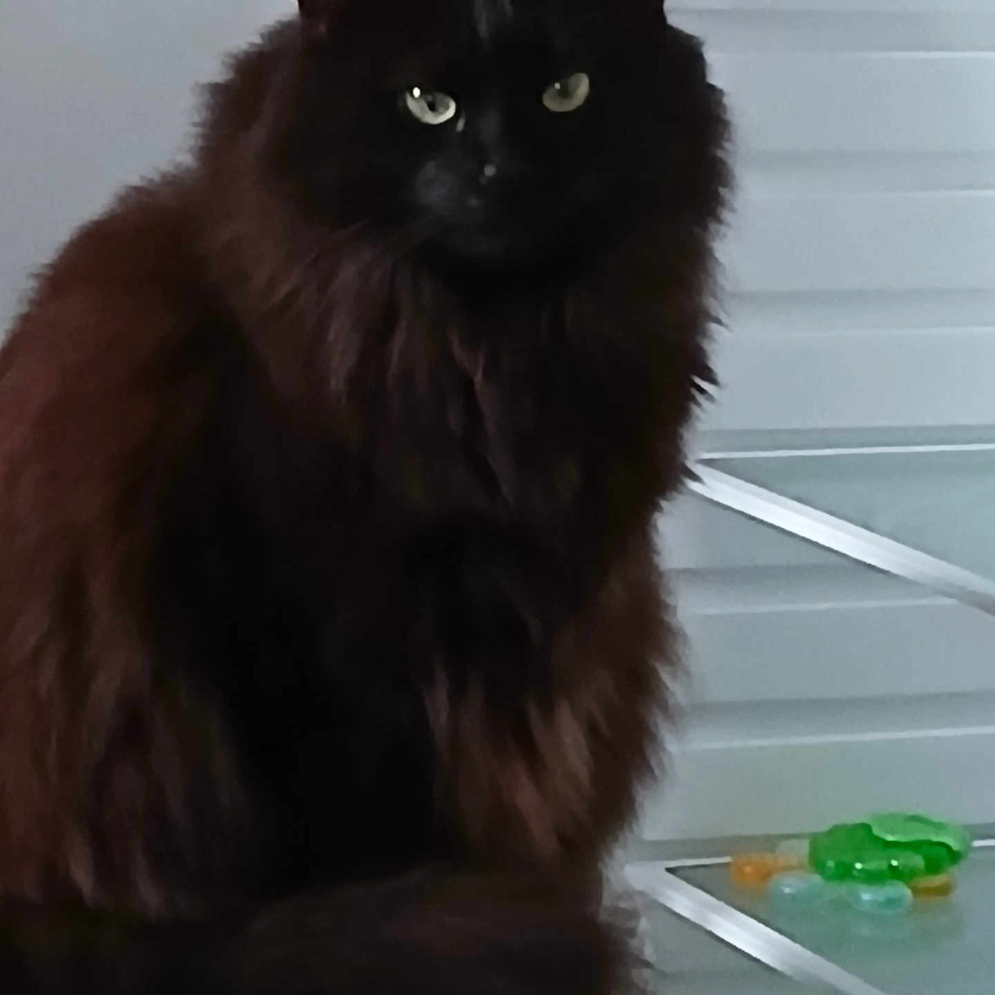 Macao a rejoint le concours — aidez-le/la à gagner de superbes lots ! animal, black_cat, calm, cat, close_up, colorful_objects, domestic_animal, feline, fluffy, fur, furniture, green_eyes, household, indoor, pet, portrait, quiet, shelf, sitting, translucent