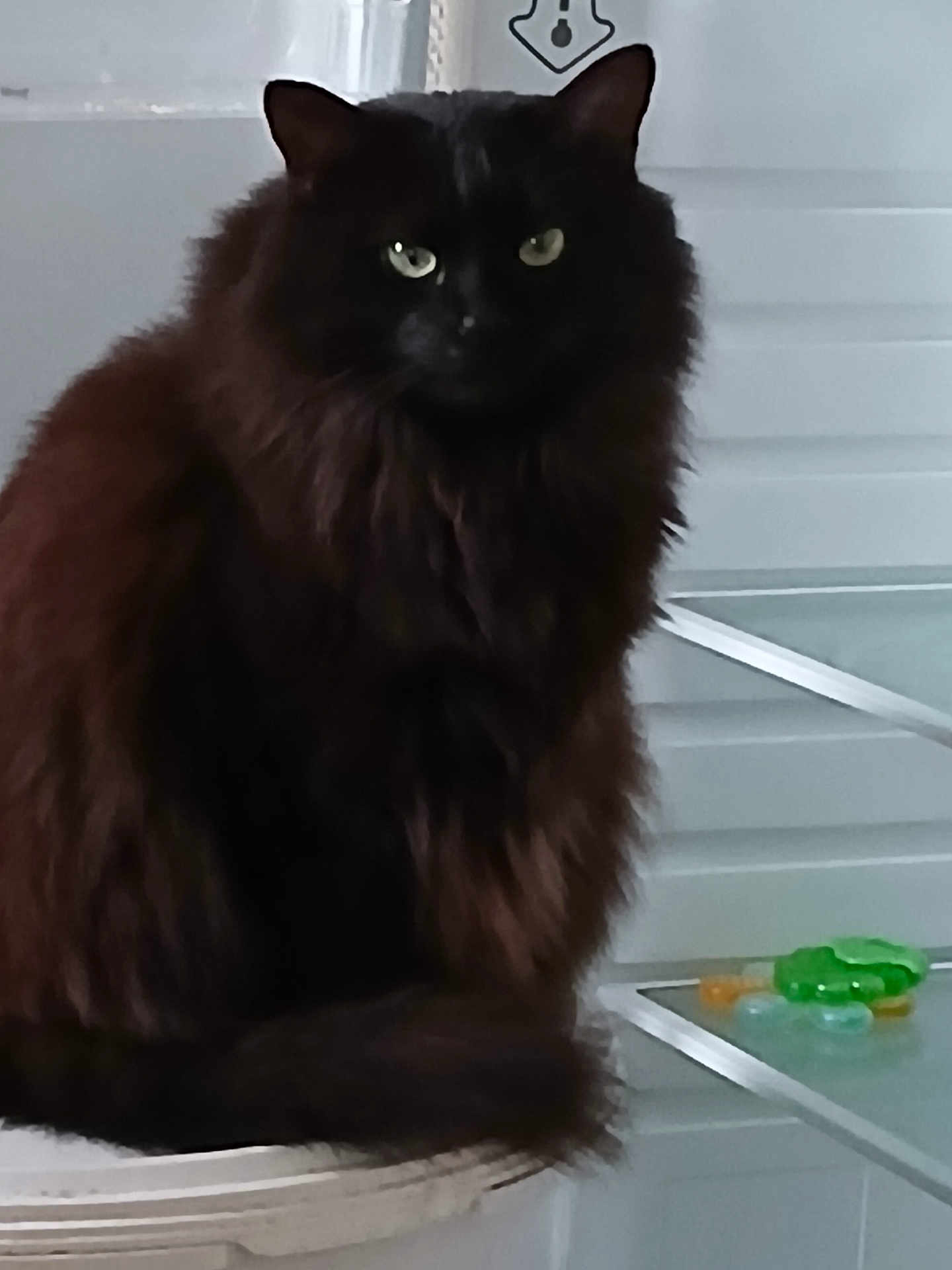 Macao a rejoint le concours — aidez-le/la à gagner de superbes lots ! cat, black_cat, fluffy, green_eyes, indoor, pet, feline, sitting, furniture, shelf, colorful_objects, translucent, fur, animal, domestic_animal, close_up, quiet, calm, portrait, household