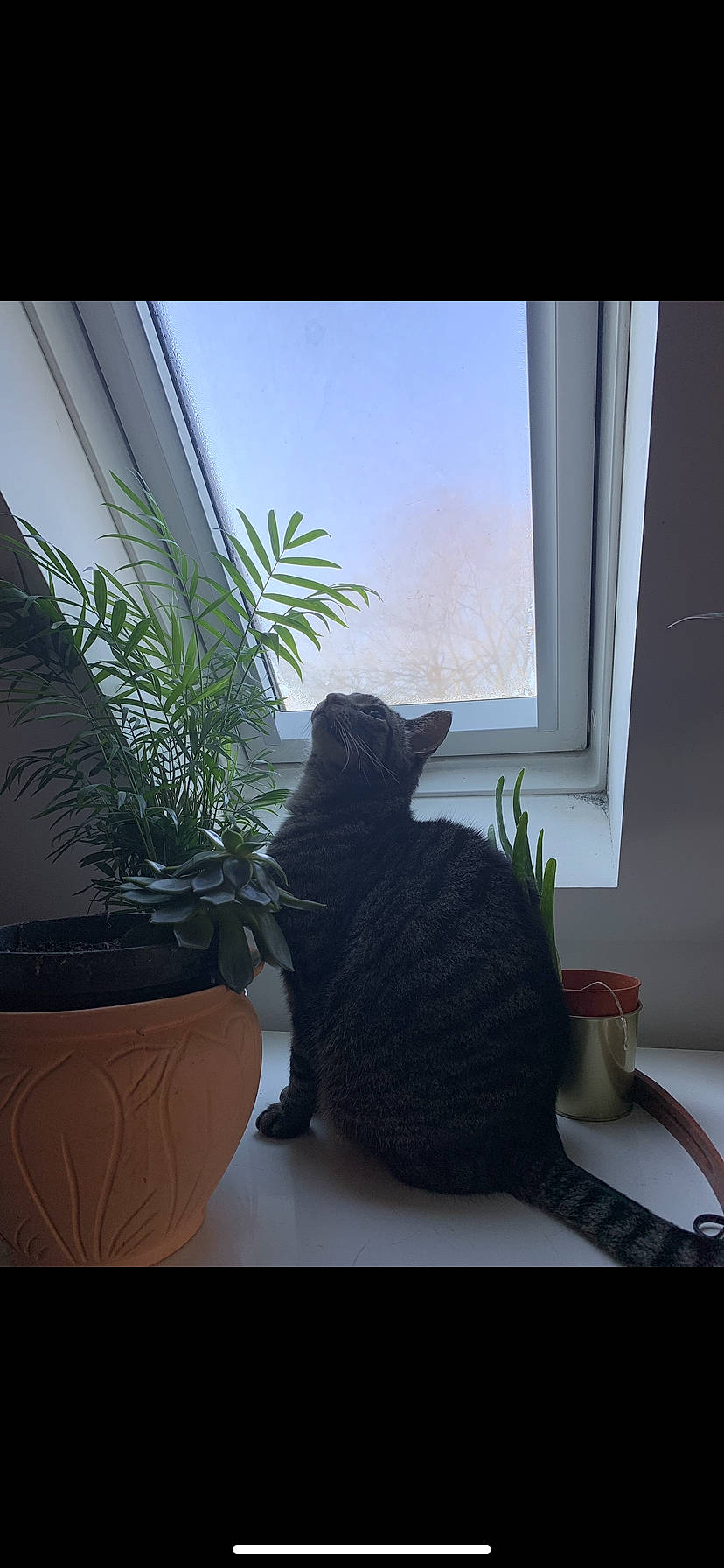 Oscar is registered to the contest to win money with this photo: carnivore, cat, comfort, felidae, flowerpot, fur, grass, grey, houseplant, interior_design, plant, room, shade, small_to_medium_sized_cats, tail, tints_and_shades, whiskers, window, window_covering, wood