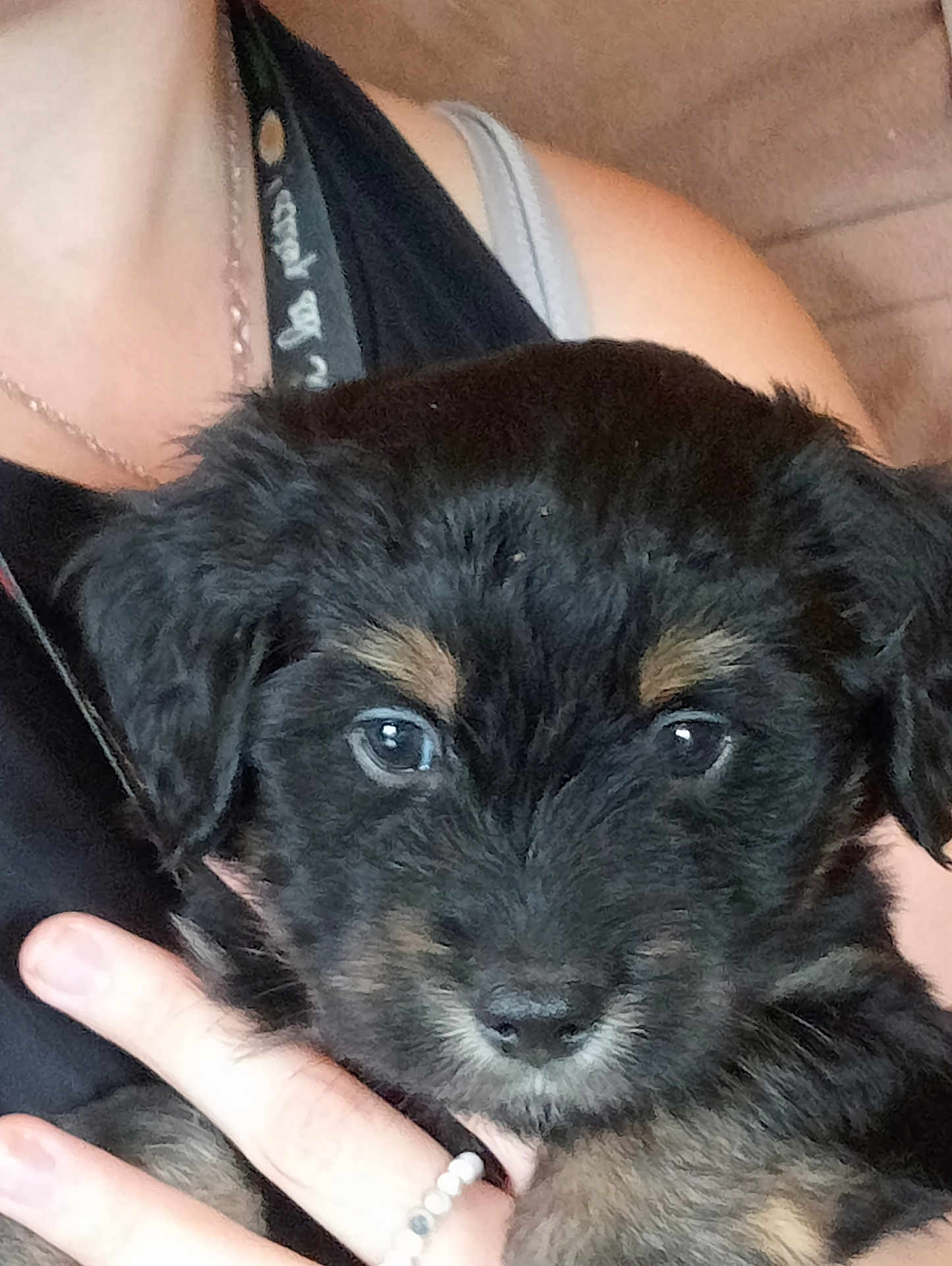 Actarus participe au concours pour gagner de l'argent avec cette photo : adorable, animal, black_fur, close_up, clothing, cute, dog, face, fur, hand, indoor, jewelry, looking, person, pet, portrait, puppy, ring, tan_fur, young
