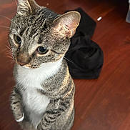 Junior is registered to the contest to win money with this photo: animal, background, cat, closeup, clothing, curious, cute, domestic_cat, ears, fabric, feline, fur, indoor, looking_away, pet, soft_focus, standing, tabby, whiskers, wooden_floor