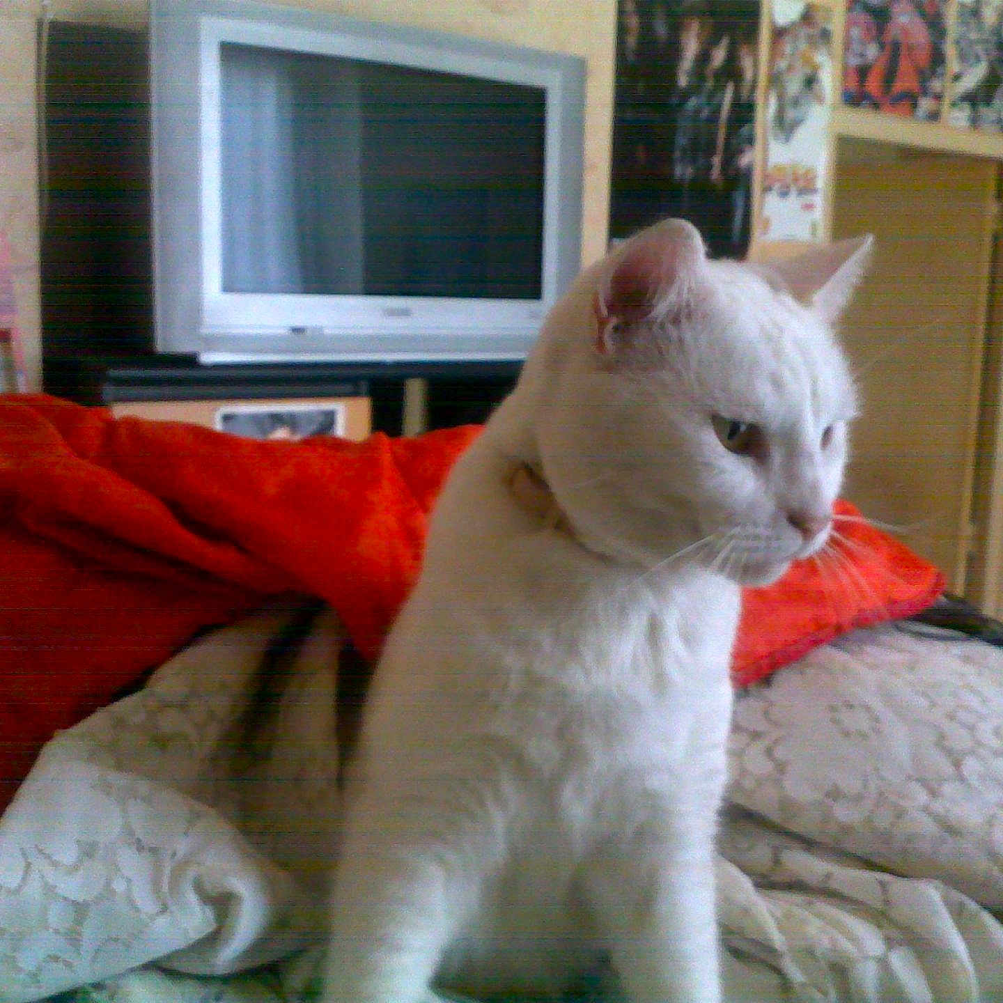 Mizette
