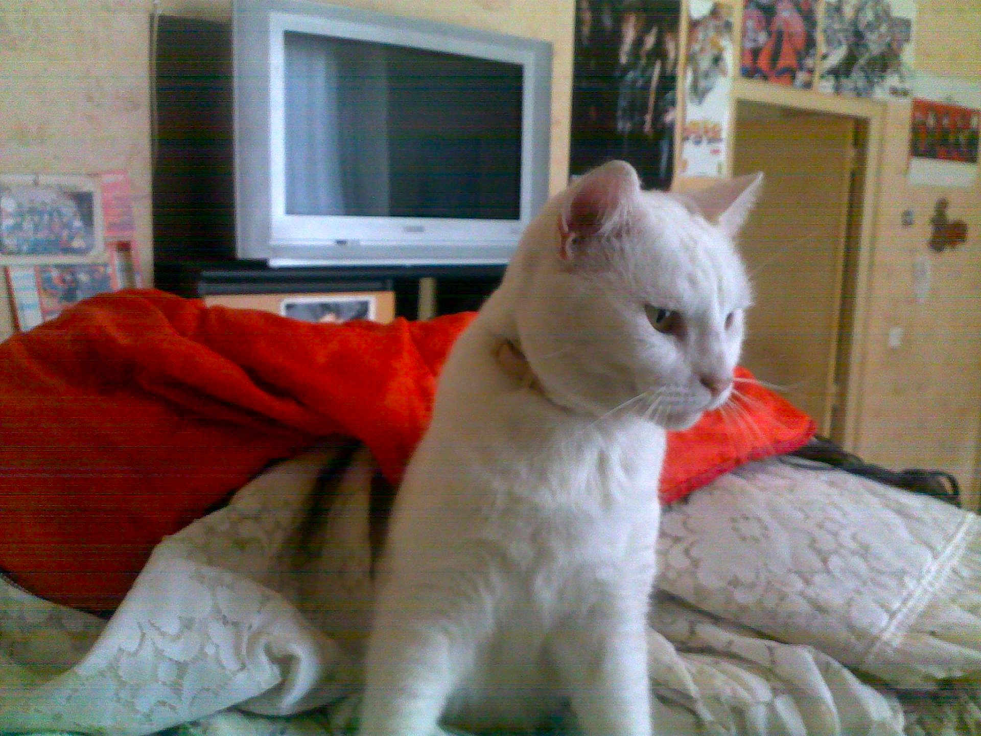 Mizette