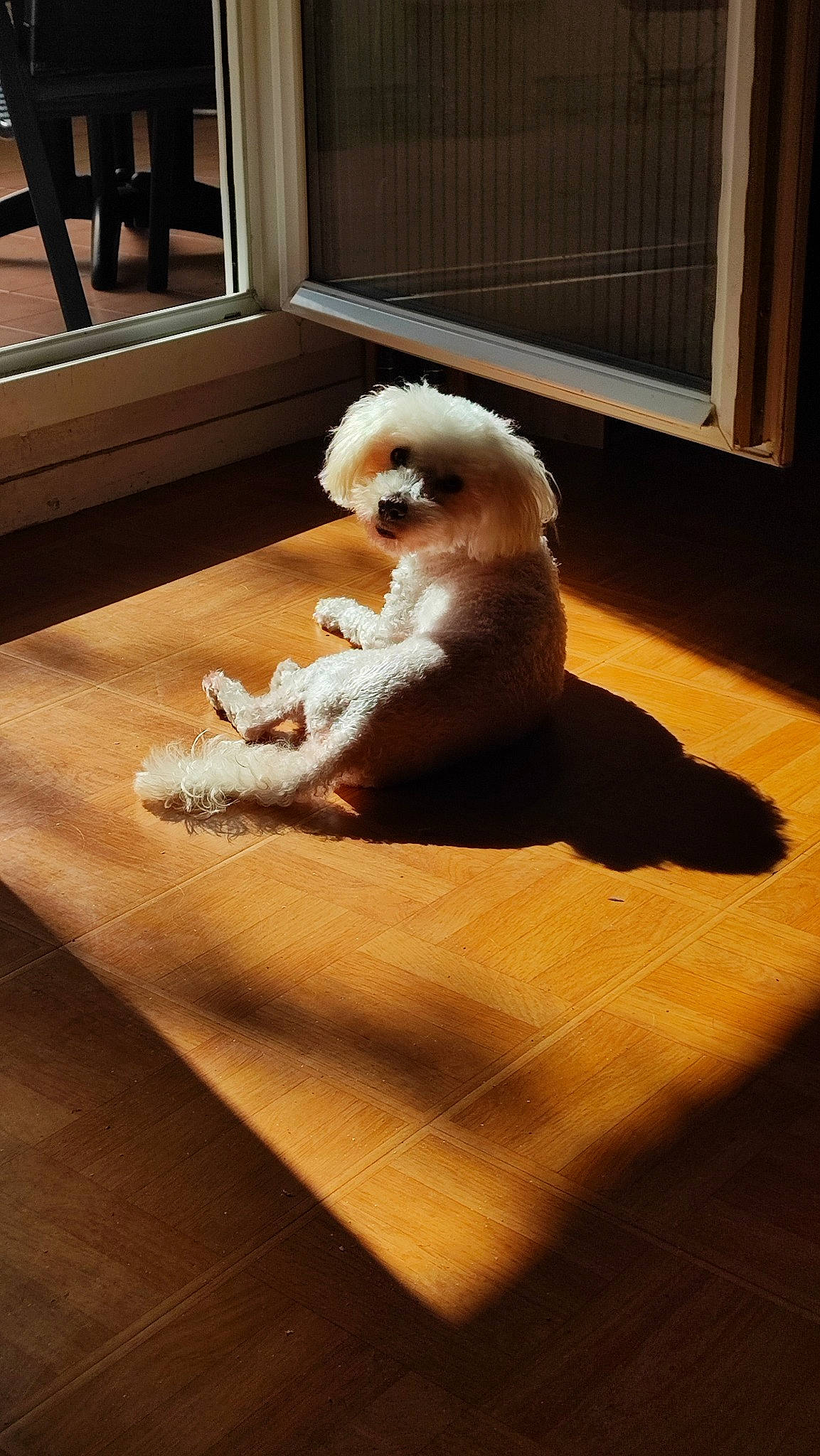 Noxy participe au concours pour gagner de l'argent avec cette photo : canidae, carnivore, comfort, companion_dog, dog_breed, fawn, felidae, floor, flooring, fur, hardwood, plush, sitting, small_to_medium_sized_cats, sporting_group, stuffed_toy, tail, toy, toy_dog, wood