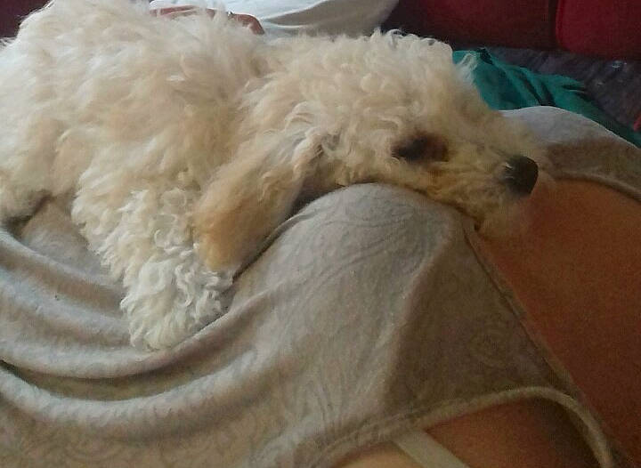 Noxy participe au concours pour gagner de l'argent avec cette photo : canidae, carnivore, comfort, companion_dog, couch, dog, dog_breed, fawn, fur, labradoodle, maltepoo, poodle, poodle_crossbreed, small_terrier, snout, sporting_group, terrier, toy_dog, water_dog, working_animal