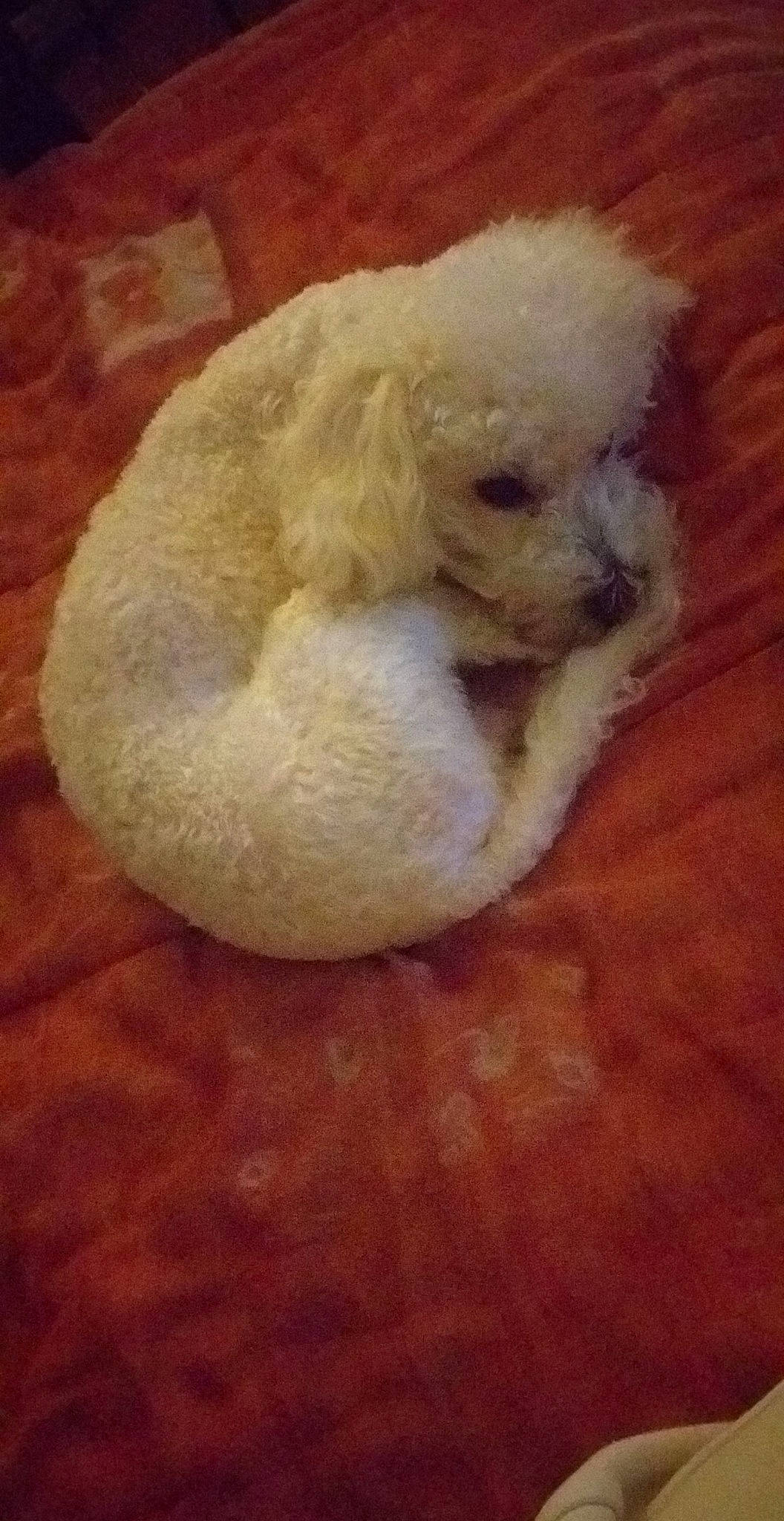 Noxy a rejoint le concours — aidez-le/la à gagner de superbes lots ! canidae, carnivore, companion_dog, dog, dog_breed, flooring, fur, hardwood, maltepoo, non_sporting_group, poodle, puppy, small_terrier, snout, sporting_group, tail, terrier, toy_dog, wood, working_animal