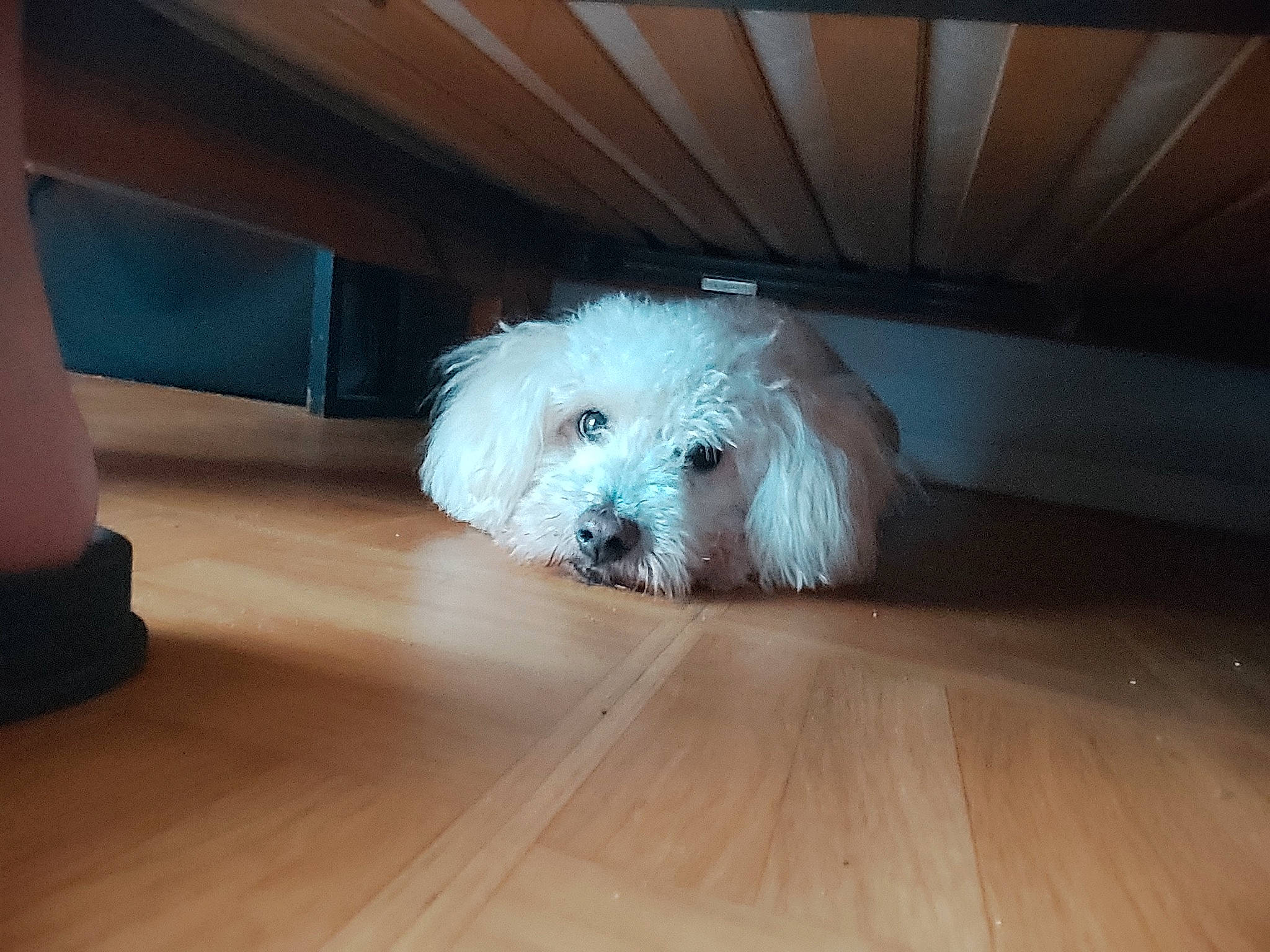 Noxy participe au concours pour gagner de l'argent avec cette photo : carnivore, companion_dog, dog, dog_breed, floor, flooring, fur, hardwood, labradoodle, laminate_flooring, sporting_group, sunglasses, terrier, toy_dog, varnish, water_dog, wood, wood_flooring, wood_stain, working_animal