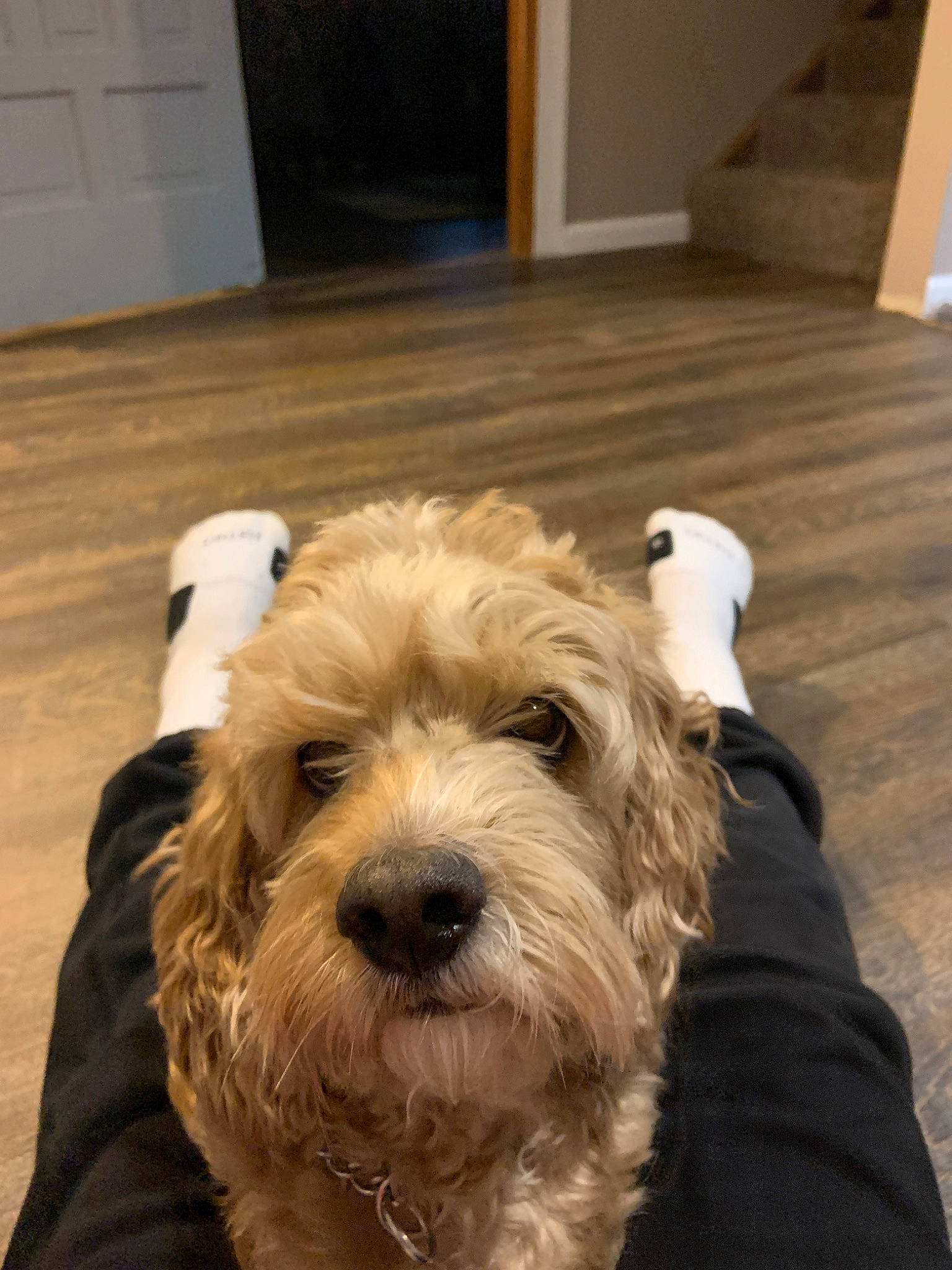 Brutus joined the competition — help win amazing prizes! briquet_griffon_vendeen, canidae, carnivore, cockapoo, companion_dog, dog, dog_breed, dutch_smoushond, glen_of_imaal_terrier, irish_soft_coated_wheaten_terrier, mammal, miniature_schnauzer, schnoodle, small_terrier, snout, sporting_group, sporting_lucas_terrier, terrier, tibetan_terrier, vertebrate