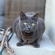 Kiara a rejoint le concours — aidez-le/la à gagner de superbes lots ! cat, gray_cat, animal, pet, yellow_eyes, sitting, concrete, outdoor, fur, whiskers, closeup, portrait, alert, focus, nature, wildlife, mammal, cute, feline, still_life