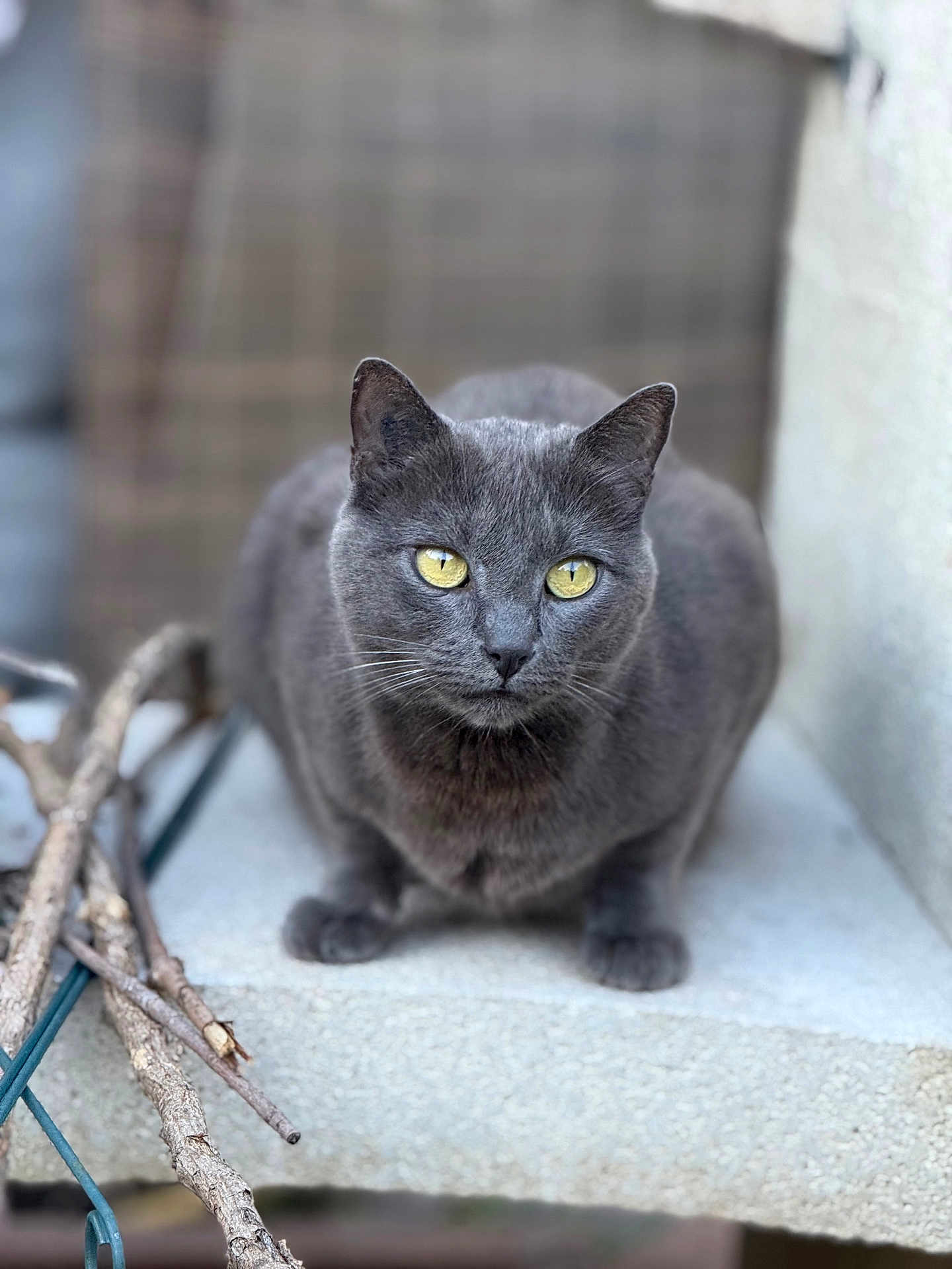 Kiara