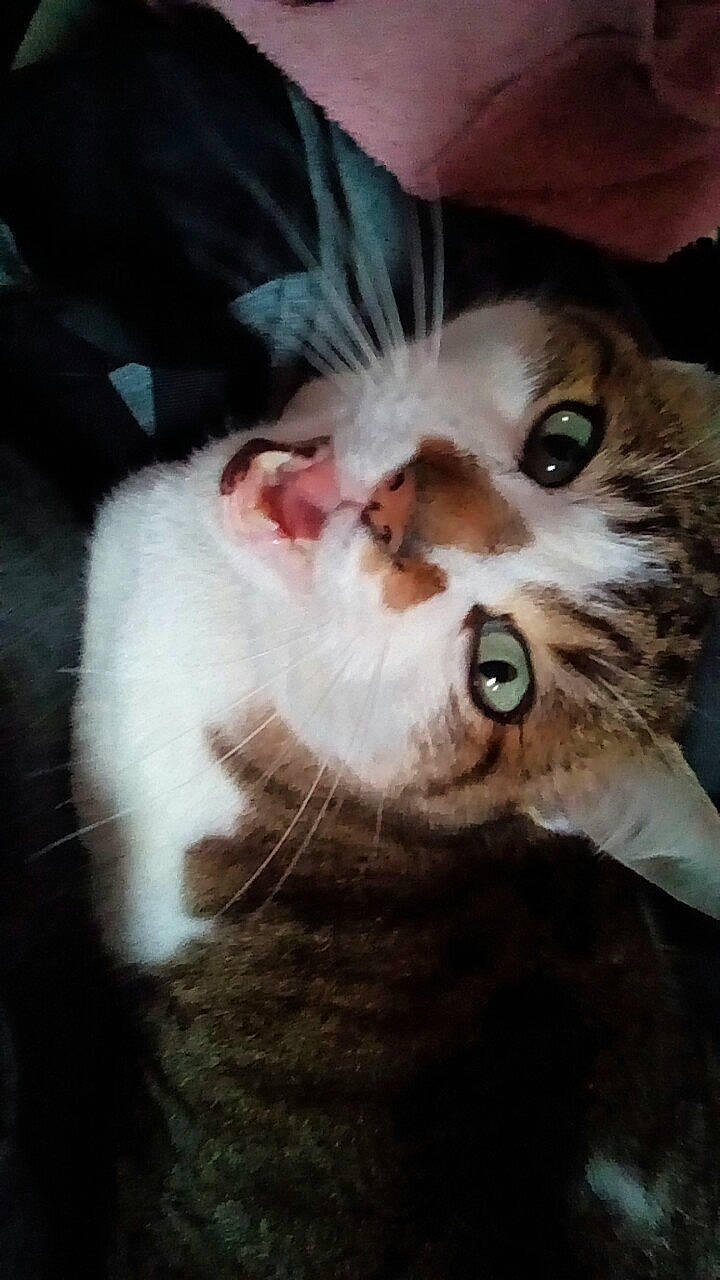 Fripouille a rejoint le concours — aidez-le/la à gagner de superbes lots ! carnivore, cat, claw, companion_dog, domestic_short_haired_cat, ear, eye, eyebrow, eyelash, fawn, felidae, fur, head, iris, paw, photo_caption, small_to_medium_sized_cats, snout, tail, whiskers