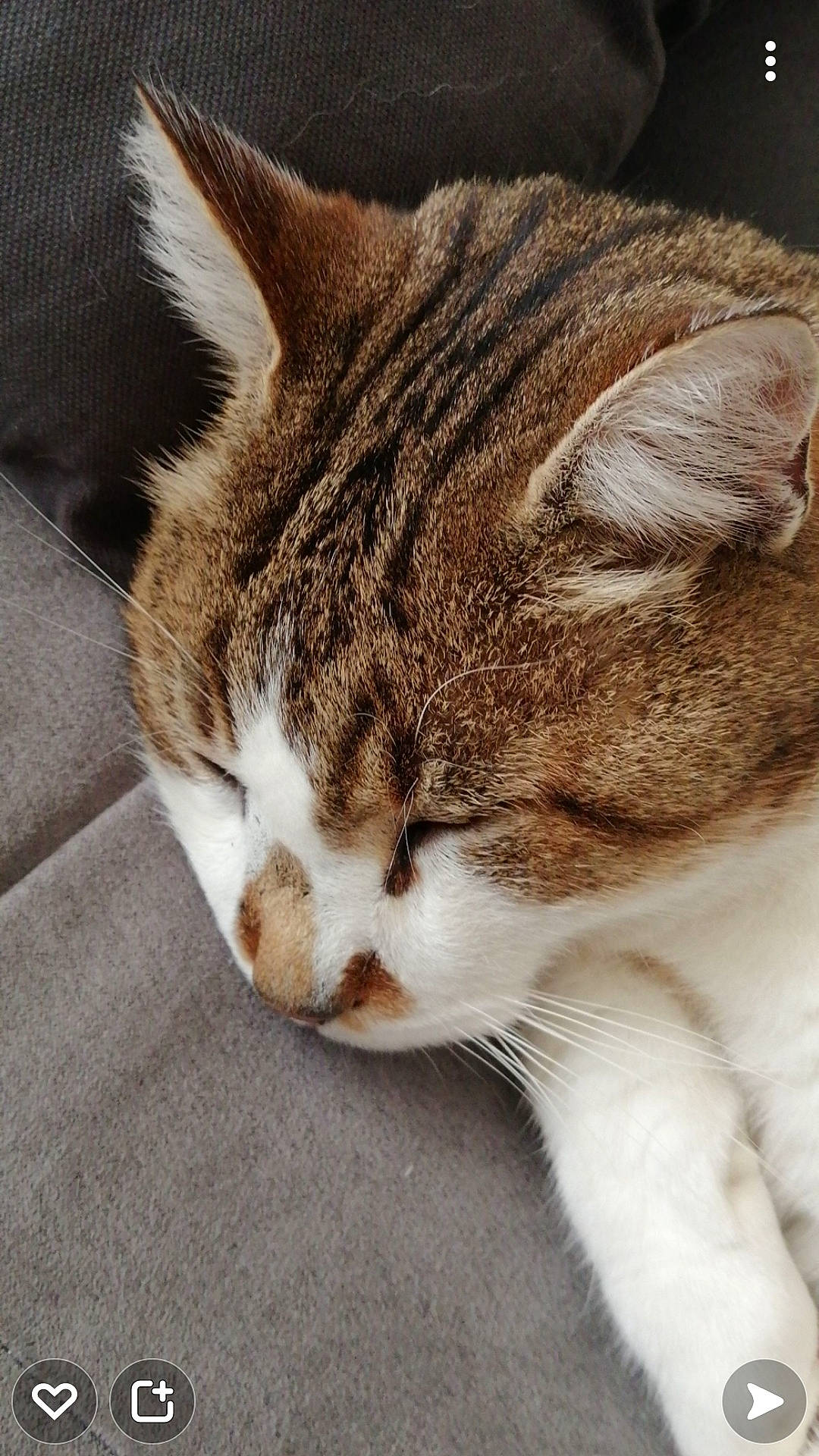 Fripouille a rejoint le concours — aidez-le/la à gagner de superbes lots ! carnivore, cat, claw, comfort, domestic_short_haired_cat, ear, eye, felidae, fur, paw, small_to_medium_sized_cats, snout, tail, terrestrial_animal, whiskers